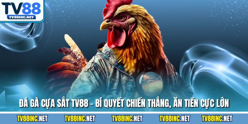 Đá gà cựa sắt tv88 bí quyết chiến thắng an tiền cực lớn
